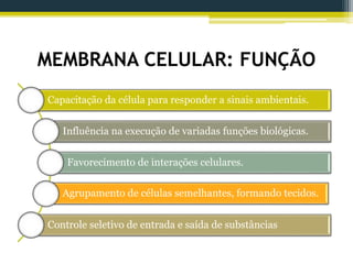 MEMBRANA CELULAR: FUNÇÃO
Capacitação da célula para responder a sinais ambientais.
Influência na execução de variadas funções biológicas.
Favorecimento de interações celulares.
Agrupamento de células semelhantes, formando tecidos.
Controle seletivo de entrada e saída de substâncias
 