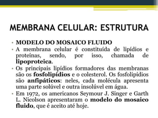 MEMBRANA CELULAR: ESTRUTURA
• MODELO DO MOSAICO FLUIDO
• A membrana celular é constituída de lipídios e
proteínas, sendo, por isso, chamada de
lipoproteica.
• Os principais lipídios formadores das membranas
são os fosfolipídios e o colesterol. Os fosfolipídios
são anfipáticos: neles, cada molécula apresenta
uma parte solúvel e outra insolúvel em água.
• Em 1972, os americanos Seymour J. Singer e Garth
L. Nicolson apresentaram o modelo do mosaico
fluido, que é aceito até hoje.
 