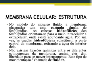 MEMBRANA CELULAR: ESTRUTURA
• No modelo do mosaico fluido, a membrana
plasmática tem uma camada dupla de
fosfolipídios. As cabeças hidrofílicas dos
fosfolipídios orientam-se para o meio intracelular e
extracelular, onde existe abundante água. Por sua
vez, as caudas hidrofóbicas constituem a parte
central da membrana, retirando a água do interior
dela.
• Não existem ligações químicas entre os diferentes
componentes da membrana, assim, eles têm
liberdade para se mover intensamente. Esse tipo de
movimentação é chamada de fluidez.
 