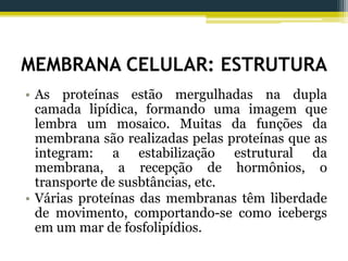 MEMBRANA CELULAR: ESTRUTURA
• As proteínas estão mergulhadas na dupla
camada lipídica, formando uma imagem que
lembra um mosaico. Muitas da funções da
membrana são realizadas pelas proteínas que as
integram: a estabilização estrutural da
membrana, a recepção de hormônios, o
transporte de susbtâncias, etc.
• Várias proteínas das membranas têm liberdade
de movimento, comportando-se como icebergs
em um mar de fosfolipídios.
 