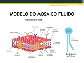 MODELO DO MOSAICO FLUIDO
Fosfolipídio
anfipático
 