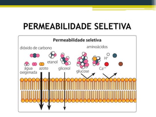PERMEABILIDADE SELETIVA
 
