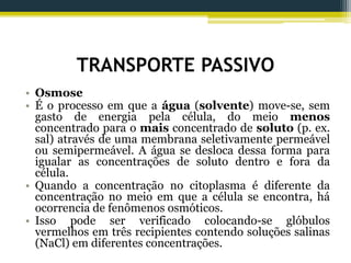 TRANSPORTE PASSIVO
• Osmose
• É o processo em que a água (solvente) move-se, sem
gasto de energia pela célula, do meio menos
concentrado para o mais concentrado de soluto (p. ex.
sal) através de uma membrana seletivamente permeável
ou semipermeável. A água se desloca dessa forma para
igualar as concentrações de soluto dentro e fora da
célula.
• Quando a concentração no citoplasma é diferente da
concentração no meio em que a célula se encontra, há
ocorrencia de fenômenos osmóticos.
• Isso pode ser verificado colocando-se glóbulos
vermelhos em três recipientes contendo soluções salinas
(NaCl) em diferentes concentrações.
 