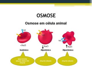 OSMOSE
SOLVENTE
[H2O]=SOLUTO
[NaCl]
[NaCl]<[H2O] [NaCl]>[H2O]
NaCl=NaCl
NaCl
 