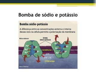 Bomba de sódio e potássio
ATP
ADP + Pi
 