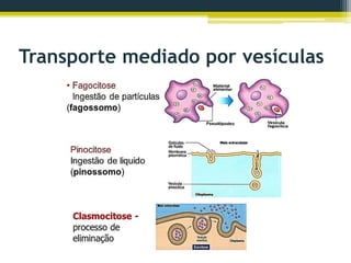 Transporte mediado por vesículas
 