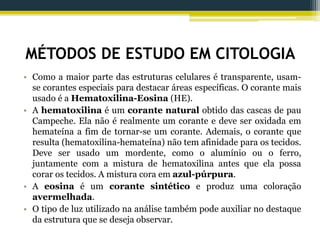 MÉTODOS DE ESTUDO EM CITOLOGIA
• Como a maior parte das estruturas celulares é transparente, usam-
se corantes especiais para destacar áreas específicas. O corante mais
usado é a Hematoxilina-Eosina (HE).
• A hematoxilina é um corante natural obtido das cascas de pau
Campeche. Ela não é realmente um corante e deve ser oxidada em
hemateína a fim de tornar-se um corante. Ademais, o corante que
resulta (hematoxilina-hemateína) não tem afinidade para os tecidos.
Deve ser usado um mordente, como o alumínio ou o ferro,
juntamente com a mistura de hematoxilina antes que ela possa
corar os tecidos. A mistura cora em azul-púrpura.
• A eosina é um corante sintético e produz uma coloração
avermelhada.
• O tipo de luz utilizado na análise também pode auxiliar no destaque
da estrutura que se deseja observar.
 