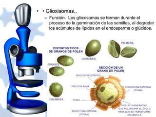 • • Glioxisomas.. 
– Función. Los glioxisomas se forman durante el 
proceso de la germinación de las semillas, al degradar 
los acúmulos de lípidos en el endosperma o glúcidos. 
 