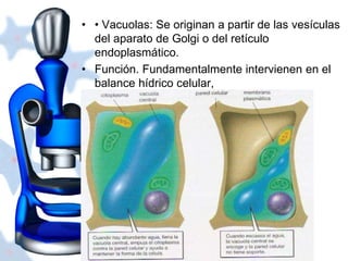 • • Vacuolas: Se originan a partir de las vesículas 
del aparato de Golgi o del retículo 
endoplasmático. 
• Función. Fundamentalmente intervienen en el 
balance hídrico celular, 
 