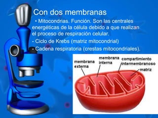 Con dos membranas 
• Mitocondrias. Función. Son las centrales 
energéticas de la célula debido a que realizan 
el proceso de respiración celular. 
- Ciclo de Krebs (matriz mitocondrial) 
- Cadena respiratoria (crestas mitocondriales). 
 