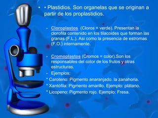 • • Plastidios. Son organelas que se originan a 
partir de los proplastidios. 
- Cloroplastos (Cloros = verde). Presentan la 
clorofila contenido en los tilacoides que forman las 
granas (F.L.). Asi como la presencia de estromas 
(F.O.) internamente. 
- Cromoplastos (Cromos = color).Son los 
responsables del color de los frutos y otras 
estructuras. 
- Ejemplos: 
* Caroteno: Pigmento anaranjado. la zanahoria. 
* Xantófila: Pigmento amarillo. Ejemplo: plátano. 
* Licopeno: Pigmento rojo. Ejemplo: Fresa. 
 