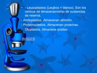 • - Leucoplastos (Leujkos = blanco). Son los 
centros de almacenamiento de sustancias 
de reserva. 
- Amiloplastos. Almacenan almidón. 
- Proteinoplastos. Almacenan proteínas. 
- Oloplastos. Almacena aceites. 
IMAGEN 
 