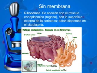 Sin membrana 
• Ribosomas. Se asocian con el retículo 
endoplásmico (rugoso), con la superficie 
externa de la carioteca; están dispersos en 
el citoplasma. 
• 
 