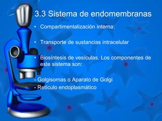3.3 Sistema de endomembranas 
• Compartimentalización interna: 
• Transporte de sustancias intracelular 
• Biosíntesis de vesículas. Los componentes de 
este sistema son: 
- Golgisomas o Aparato de Golgi 
- Retículo endoplasmático 
 