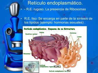 Retículo endoplasmático. 
• - R.E. rugoso. La presencia de Ribosomas 
• R.E. liso: Se encarga en parte de la síntesis de 
los lípidos (ejemplo: hormonas sexuales) . 
 