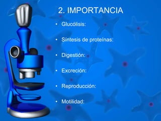 2. IMPORTANCIA 
• Glucólisis: 
• Síntesis de proteínas: 
• Digestión: 
• Excreción: 
• Reproducción: 
• Motilidad: 
 