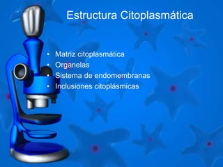 Estructura Citoplasmática 
• Matriz citoplasmática 
• Organelas 
• Sistema de endomembranas 
• Inclusiones citoplásmicas 
 