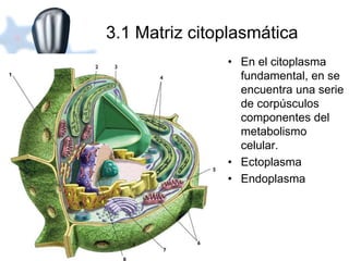 3.1 Matriz citoplasmática 
• En el citoplasma 
fundamental, en se 
encuentra una serie 
de corpúsculos 
componentes del 
metabolismo 
celular. 
• Ectoplasma 
• Endoplasma 
 