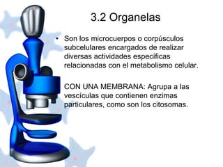 3.2 Organelas 
• Son los microcuerpos o corpúsculos 
subcelulares encargados de realizar 
diversas actividades específicas 
relacionadas con el metabolismo celular. 
• CON UNA MEMBRANA: Agrupa a las 
vescículas que contienen enzimas 
particulares, como son los citosomas. 
 