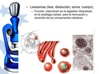 • Lisosomas (lisis: disolución; soma: cuerpo). 
– Función. Intervienen en la digestión intracelular, 
en la autofagia celular, para la renovación y 
recambio de los componentes celulares. 
 