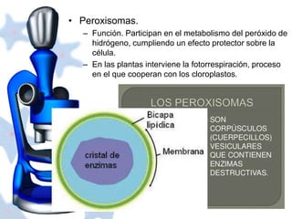 • Peroxisomas. 
– Función. Participan en el metabolismo del peróxido de 
hidrógeno, cumpliendo un efecto protector sobre la 
célula. 
– En las plantas interviene la fotorrespiración, proceso 
en el que cooperan con los cloroplastos. 
 