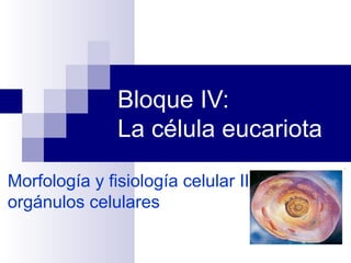 Bloque IV:
La célula eucariota
Morfología y fisiología celular II:
orgánulos celulares
 