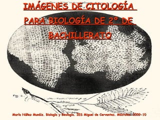 IMÁGENES DE CITOLOGÍA  PARA BIOLOGÍA DE 2º DE  BACHILLERATO María Núñez Munáiz. Biología y Geología. IES Miguel de Cervantes. Móstoles. 2009-10 