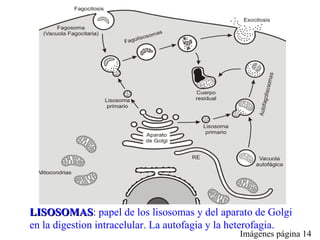 LISOSOMAS : papel de los lisosomas y del aparato de Golgi en la digestion intracelular. La autofagia y la heterofagia.  Imágenes página 14 