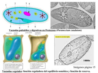 Imágenes página 15 Vacuolas pulsátiles y digestivas en Protozoos  (Paramecium   caudatum )   Vacuolas vegetales : función reguladora del equilibrio osmótico y función de reserva.  