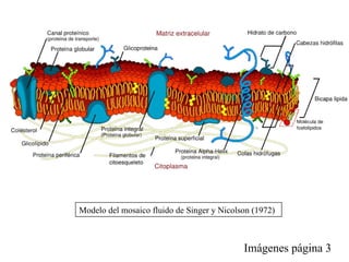 Modelo del mosaico fluido de Singer y Nicolson (1972) Imágenes página 3 Proteína integral Proteína periférica Proteína integral transmembrana Bicapa  lipídica o hidrófobas 