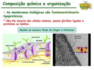 • As membranas biológicas são fundamentalmente
lipoproteicas.
* Obs.Na maioria das células animais, possui glicídios ligados a
proteínas ou lipídios.
Composição química e organização
Modelo do mosaico fluido de Singer e Nicholson
 