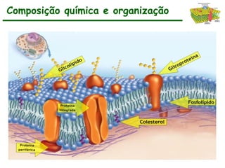 Composição química e organização
 