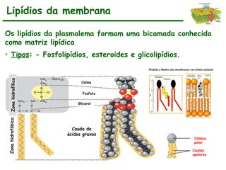 Lipídios da membrana
Os lipídios da plasmalema formam uma bicamada conhecida
como matriz lipídica
• Tipos: - Fosfolipídios, esteroides e glicolipídios.
Cabeça
polar
Caudas
apolares
Zona
hidrofóbica
Zona
hidrofílica
Glicerol
Fosfato
Colina
Cauda de
ácidos graxos
 