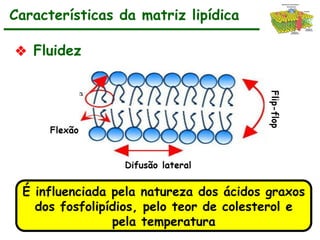 ❖ Fluidez
Características da matriz lipídica
A matriz lipídica possui alta afinidade por
compostos pequenos, apolares e sem carga
elétrica ( lipossolúveis )
É influenciada pela natureza dos ácidos graxos
dos fosfolipídios, pelo teor de colesterol e
pela temperatura
 