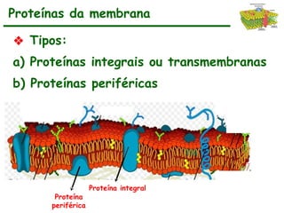 ❖ Tipos:
a) Proteínas integrais ou transmembranas
b) Proteínas periféricas
Proteínas da membrana
Proteína
periférica
Proteína integral
 
