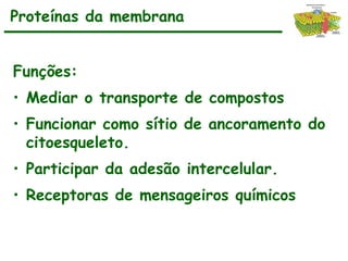 Funções:
• Mediar o transporte de compostos
• Funcionar como sítio de ancoramento do
citoesqueleto.
• Participar da adesão intercelular.
• Receptoras de mensageiros químicos
Proteínas da membrana
 