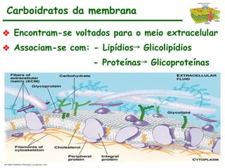 ❖ Encontram-se voltados para o meio extracelular
❖ Associam-se com: - Lipídios Glicolipídios
→
- Proteínas Glicoproteínas
→
Carboidratos da membrana
 