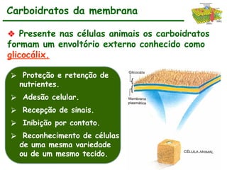 ❖ Presente nas células animais os carboidratos
formam um envoltório externo conhecido como
glicocálix.
Carboidratos da membrana
⮚ Proteção e retenção de
nutrientes.
⮚ Adesão celular.
⮚ Recepção de sinais.
⮚ Inibição por contato.
⮚ Reconhecimento de células
de uma mesma variedade
ou de um mesmo tecido.
 
