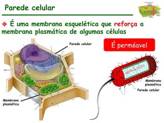 ❖ É uma membrana esquelética que reforça a
membrana plasmática de algumas células
Parede celular
Membrana
plasmática
Parede celular
Parede celular
Membrana
plasmática
É perméavel
 