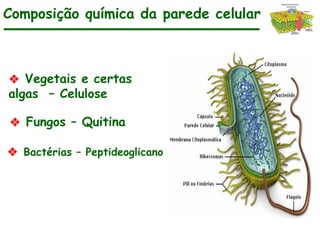 ❖ Vegetais e certas
algas – Celulose
Composição química da parede celular
❖ Fungos – Quitina
❖ Bactérias – Peptideoglicano
 