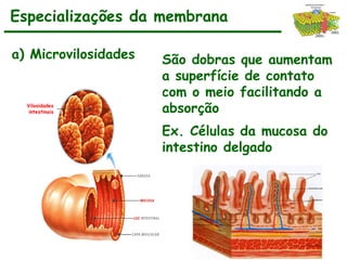 São dobras que aumentam
a superfície de contato
com o meio facilitando a
absorção
Ex. Células da mucosa do
intestino delgado
Especializações da membrana
Vilosidades
intestinais
a) Microvilosidades
 