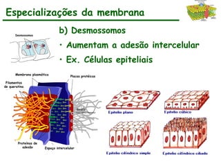 b) Desmossomos
• Aumentam a adesão intercelular
• Ex. Células epiteliais
Membrana plasmática
Filamentos
de queratina
Proteínas de
adesão
Placas protéicas
Espaço intercelular
Desmossomos
Especializações da membrana
 