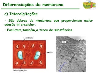 c) Interdigitações
• São dobras da membrana que proporcionam maior
adesão intercelular.
• Facilitam,também,a troca de substâncias.
Diferenciações da membrana
 