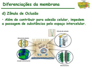 Diferenciações da membrana
d) Zônula de Oclusão
• Além de contribuir para adesão celular, impedem
a passagem de substâncias pelo espaço intercelular.
 