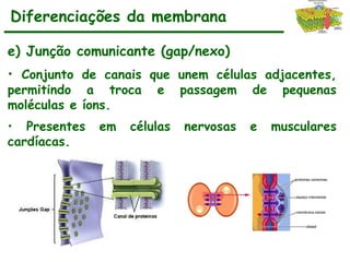 Diferenciações da membrana
e) Junção comunicante (gap/nexo)
• Conjunto de canais que unem células adjacentes,
permitindo a troca e passagem de pequenas
moléculas e íons.
• Presentes em células nervosas e musculares
cardíacas.
 