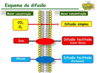 Esquema da difusão
Maior concentração Menor concentração
CO2
O2
Difusão simples
Íons Difusão facilitada
(Canal iônico)
Glicose
i
Difusão facilitada
(Permease)
 