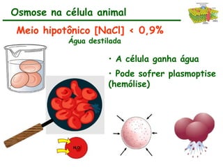 Meio hipotônico [NaCl] < 0,9%
Água destilada
• A célula ganha água
• Pode sofrer plasmoptise
(hemólise)
Osmose na célula animal
 
