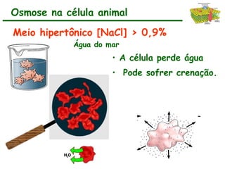 Meio hipertônico [NaCl] > 0,9%
Água do mar
• A célula perde água
• Pode sofrer crenação.
Osmose na célula animal
 