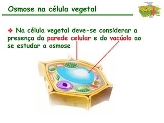 ❖ Na célula vegetal deve-se considerar a
presença da parede celular e do vacúolo ao
se estudar a osmose
Osmose na célula vegetal
 