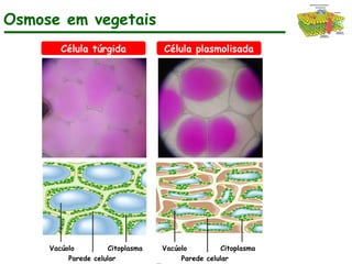 Osmose em vegetais
Parede celular
Citoplasma
Vacúolo
Parede celular
Citoplasma
Vacúolo
Célula túrgida Célula plasmolisada
 